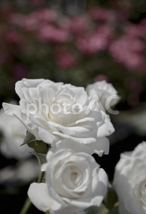 初夏の陽射しを浴びた鮮かな薔薇の花 風景,薔薇,ローズの写真素材