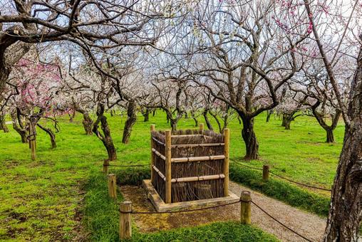 偕楽園公園　満開の梅園 偕楽園,花,梅の写真素材