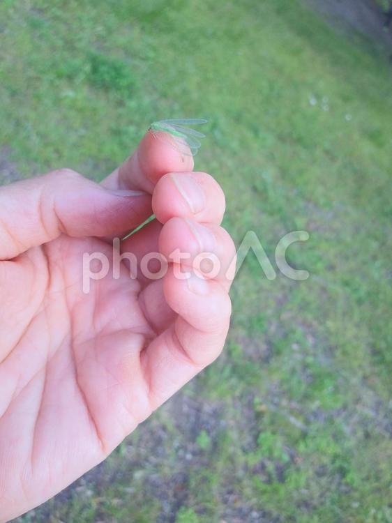 手とかげろう 手,自然,かげろうの写真素材