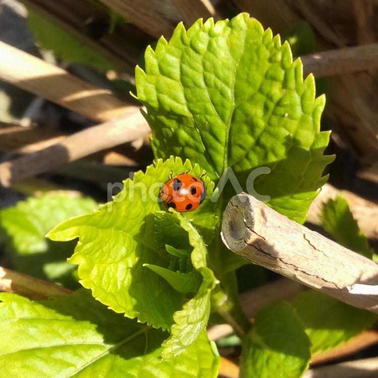 てんとう虫とあじさい てんとう虫,テントウムシ,ナナホシテントウの写真素材