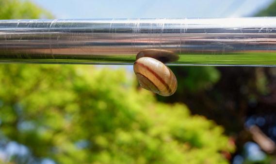 物干し竿にくっつくカタツムリ 物干し竿にくっつくカタツムリの写真