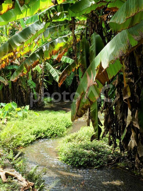 熊本　芭蕉園 熊本,観光,植物の写真素材