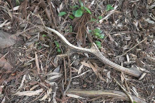 裏山の小道に落ちていたシカの角 裏山の小道に落ちていたシカの角の写真