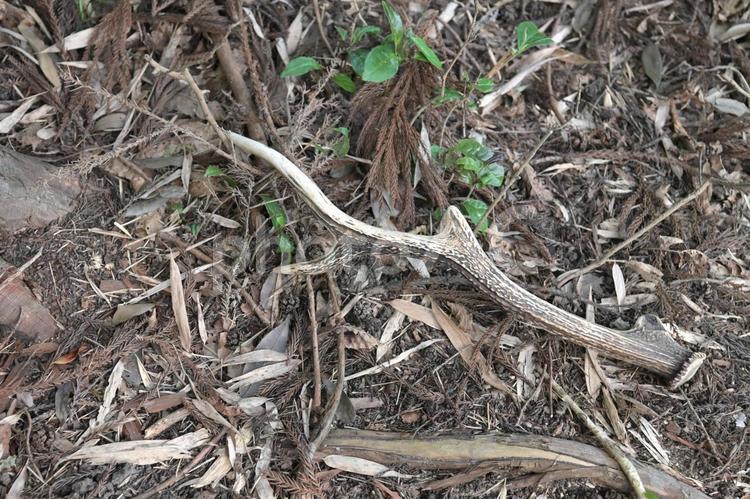 裏山の小道に落ちていたシカの角 鹿,シカ,角の写真素材