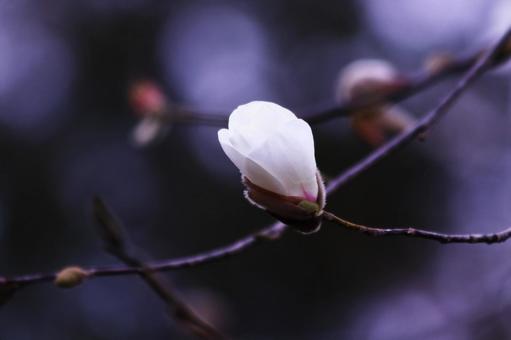春の訪れを告げるハクモクレンの白い花 花,ハクモクレン,植物の写真素材