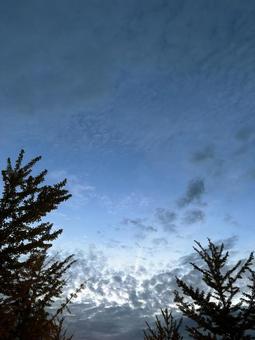 夕空、木々、空、雲 夕空、木々、空、雲の写真