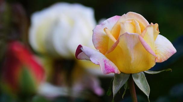 バラ園-738 バラ,ピンク,クリーム色の写真素材