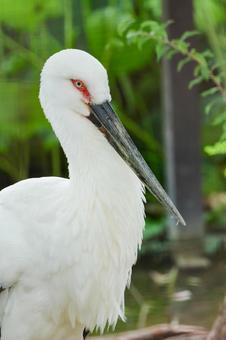 コウノトリ コウノトリ コウノトリ,こうのとり,鳥の写真素材