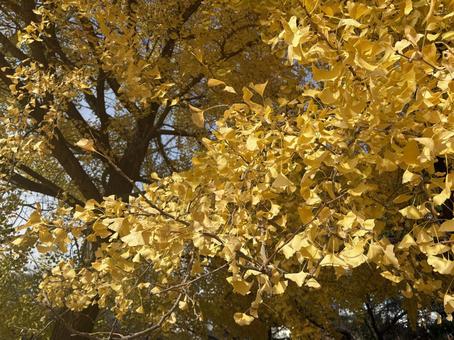 黄色く色づいた銀杏の葉　イチョウ　紅葉 イチョウ,銀杏,紅葉の写真素材