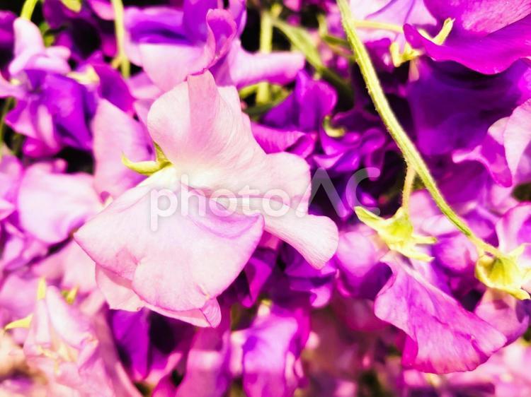 スイートピー　生花　紫　パープル　背景 スイートピー,生花,紫の写真素材