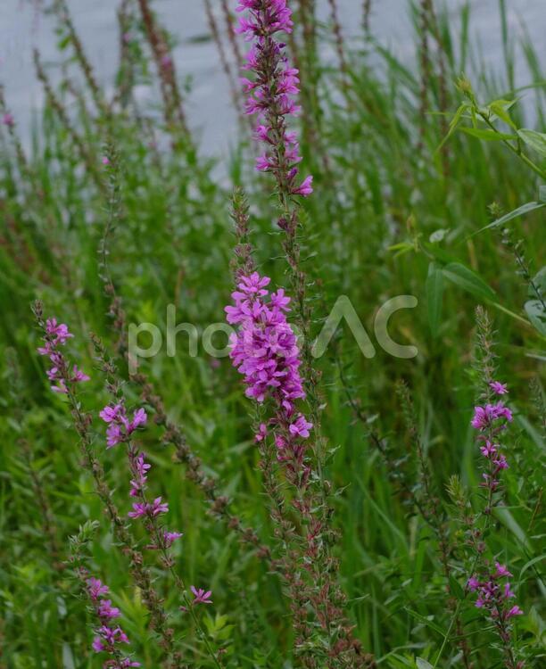池のほとりに咲いた野花 植物,雑草,野の花の写真素材