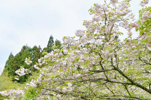 薄紅色の八重桜　松月 松月,桜,八重桜の写真素材