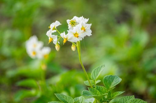 ジャガイモの花⑼ ジャガイモの花⑼ ジャガイモの花,植物,秋の写真素材