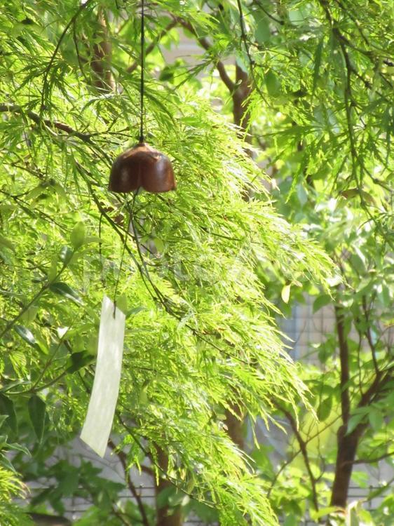 青もみじと風鈴 風鈴,青もみじ,夏の写真素材