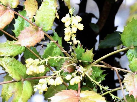 きれいな花 きれいな花の写真