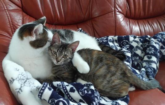 猫 毛づくろい 仲良し キジトラ&白キジ 猫 毛づくろい 仲良し キジトラ&白キジ キジトラ猫,かわいい,動物の写真素材