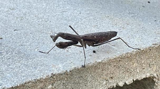 生き物NM15 生き物,生物,昆虫の写真素材