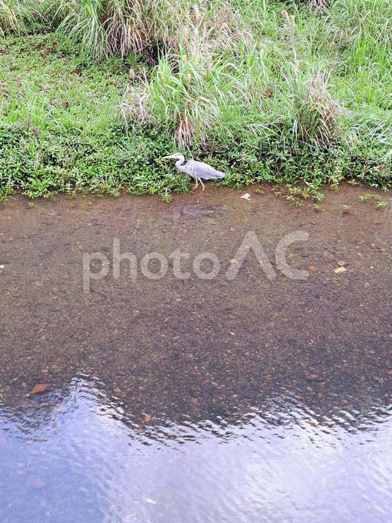 水辺のアオサギ 水辺のアオサギ アオサギ,水辺,河川の写真素材