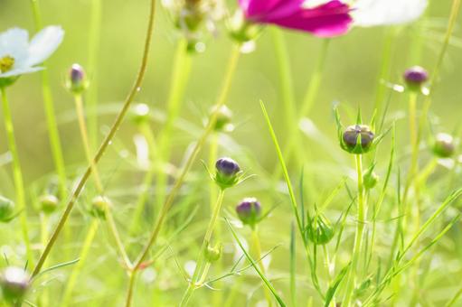 コスモスの花の写真