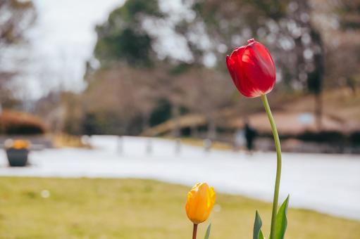 Red and yellow tulips, JPG Red and yellow tulips, JPG