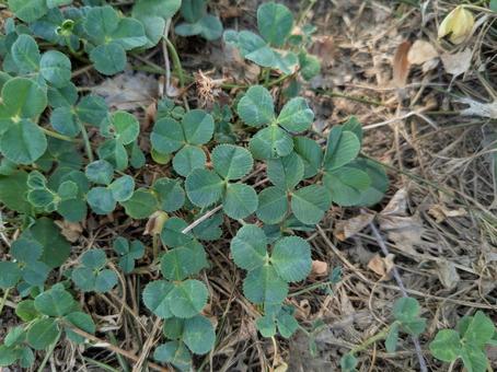 Clover, JPG
