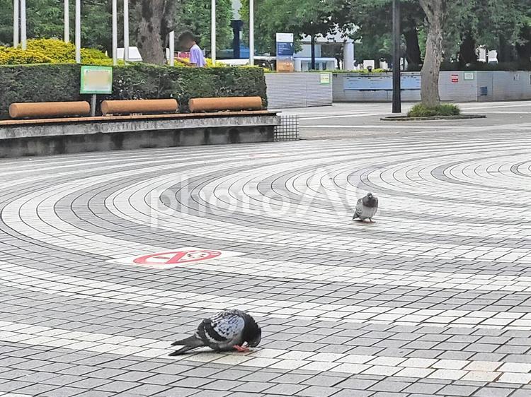 街中でくつろぐハト 鳩,ハト,鳥の写真素材