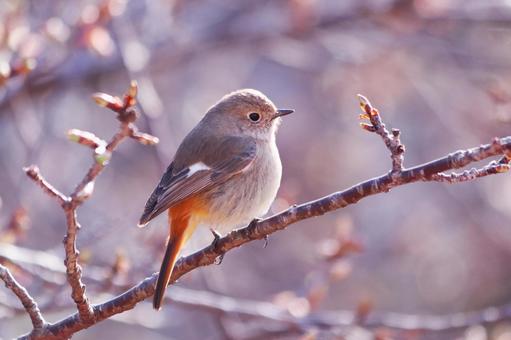 芽吹き始めた桜の木に止まるジョウビタキ 芽吹き始めた桜の木に止まるジョウビタキ 鳥,ジョウビタキ,桜の写真素材