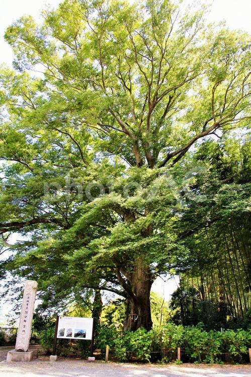 巨木 巨木,木,緑の写真素材