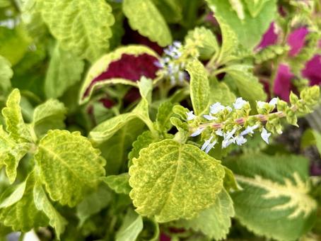 コリウスの白い花 コリウスの白い花の写真
