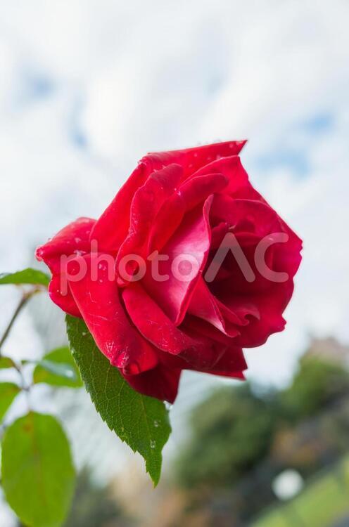 雨に濡れた薔薇 薔薇,水滴,雨の写真素材