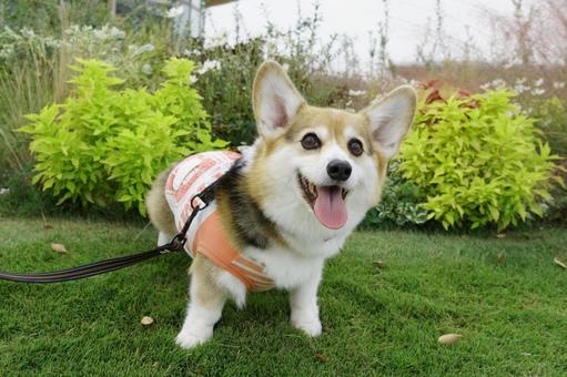 コーギー　秋の花壇 コーギー,花壇,秋の写真素材