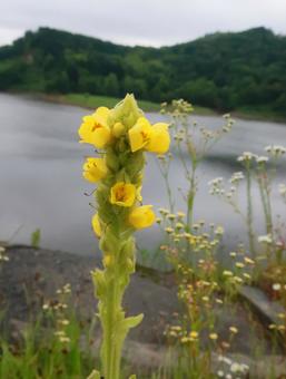 北海道の黄色く可憐なビロードモウズイカ 北海道の黄色く可憐なビロードモウズイカの写真