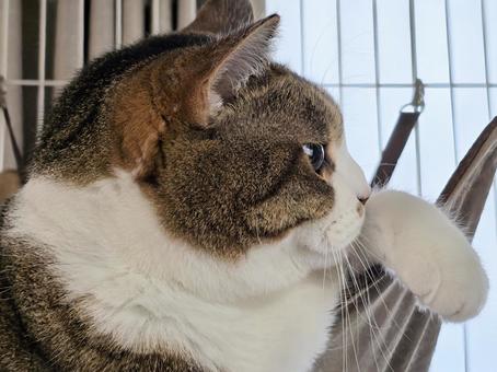 Cat in a hammock, JPG Cat in a hammock, JPG
