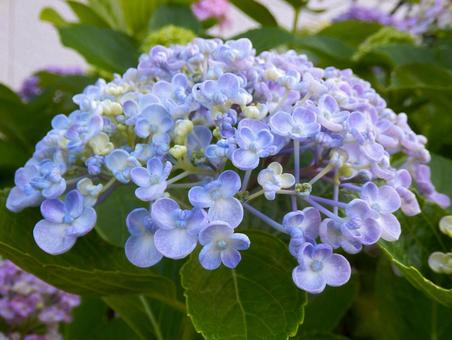 【花の写真】紫陽花の花 【花の写真】紫陽花の花 紫陽花,アジサイ,あじさいの写真素材