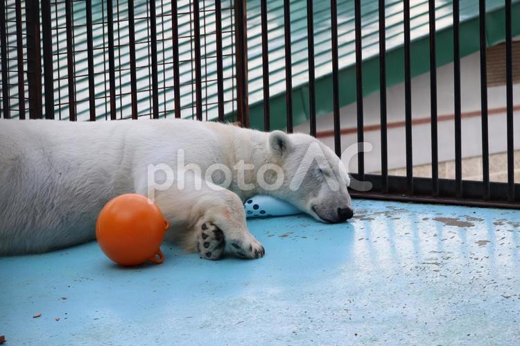 ホッキョクグマ 熊,シロクマ,生き物の写真素材