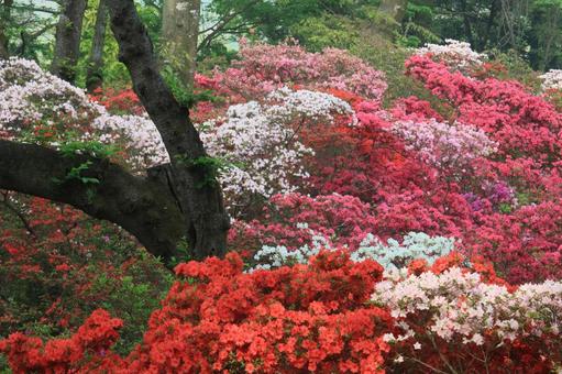 清水公園のつつじ 清水公園のつつじの写真