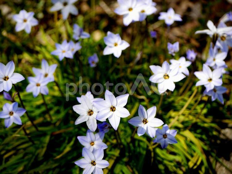 4月の花【33】 4月,かわいい,イメージの写真素材