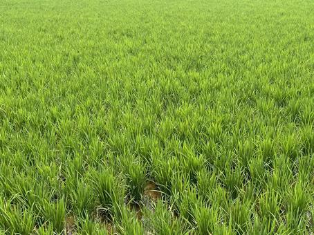 稲 12の写真
