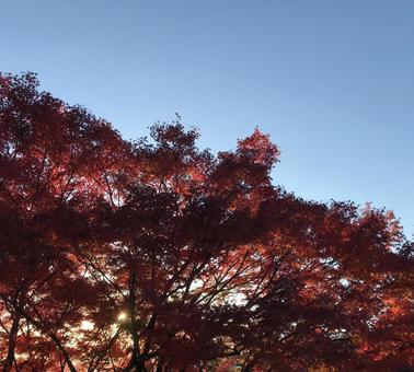 秋の紅葉 秋の紅葉の写真