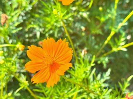 キバナコスモスの写真