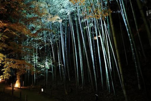 北野天満宮のライトアップ 夜景スポット,秋,日本の写真素材