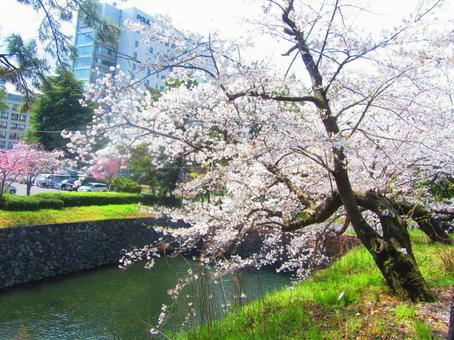 水際の桜 水際の桜 川辺,桜,サクラの写真素材