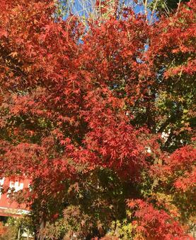 紅葉の大きな木 紅葉,もみじ,赤の写真素材