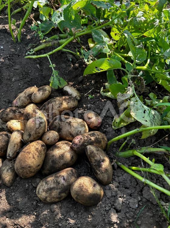 市民農園のじゃがいもの収穫 じゃが芋,ジャガイモ,食べ物の写真素材