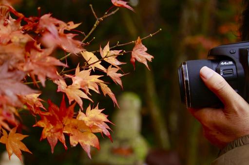 紅葉を一眼レフで撮影 秋,赤色,紅葉の写真素材