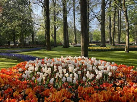 キューケンホフ公園 キューケンホフ,チューリップ,アムステルダムの写真素材