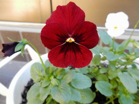 【花の写真】ピオラ ビオラ,三色菫,植物の写真素材