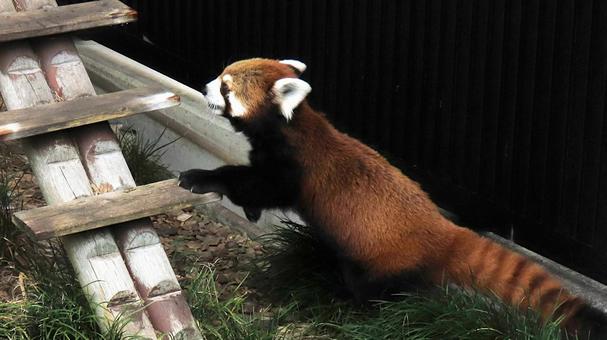 Summer vacation at the zoo. Even the red pandas are hot., JPG Summer vacation at the zoo. Even the red pandas are hot., JPG