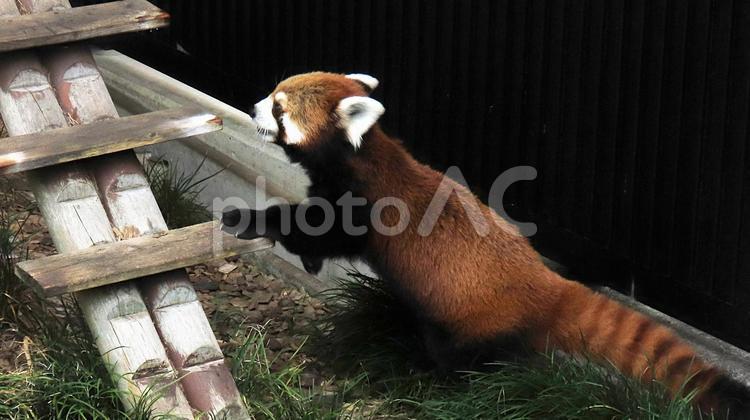 夏休みの動物園　レッサーパンダも暑い レッサーパンダ,小熊貓,動物園の写真素材