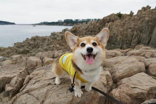 コーギー　東尋坊 コーギー,東尋坊,犬の写真素材